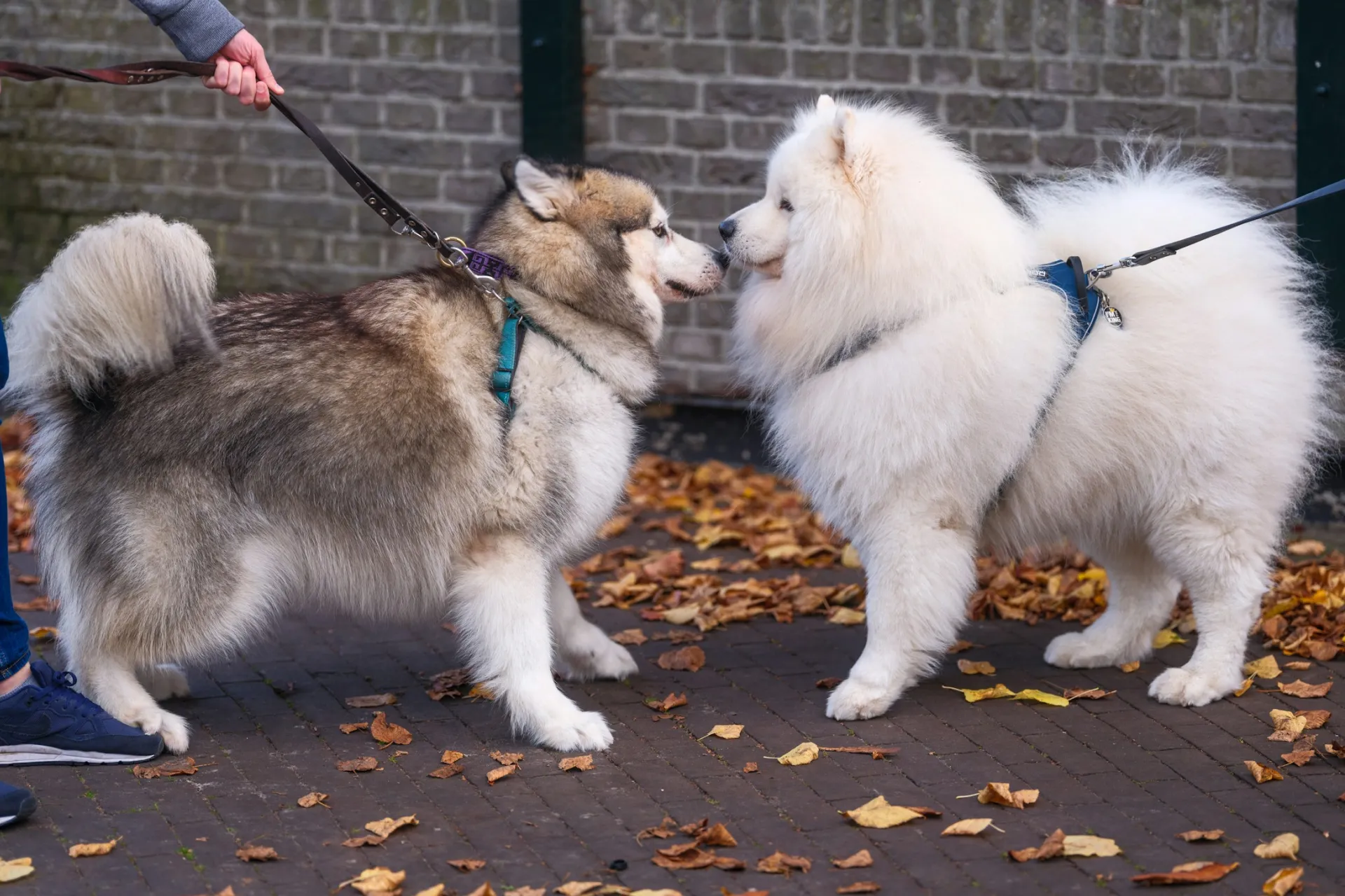 Two dogs on leashes greeting each other 