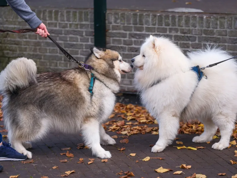 Two dogs on leashes greeting each other 