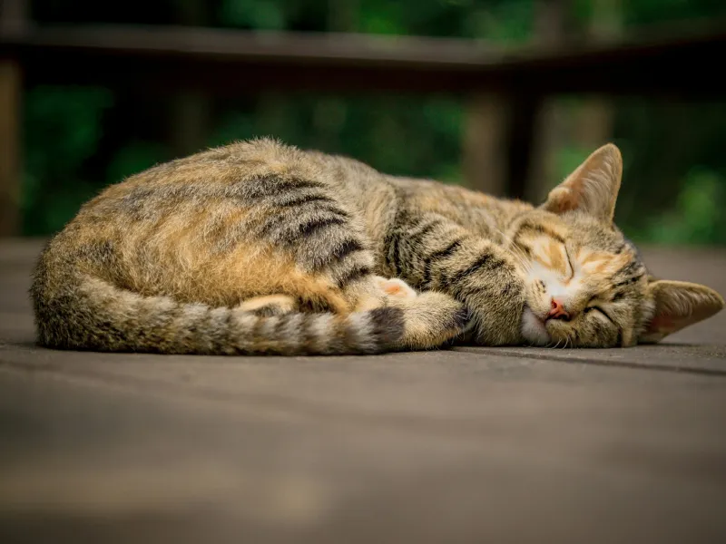 A striped cat curled up on a deck sleeping