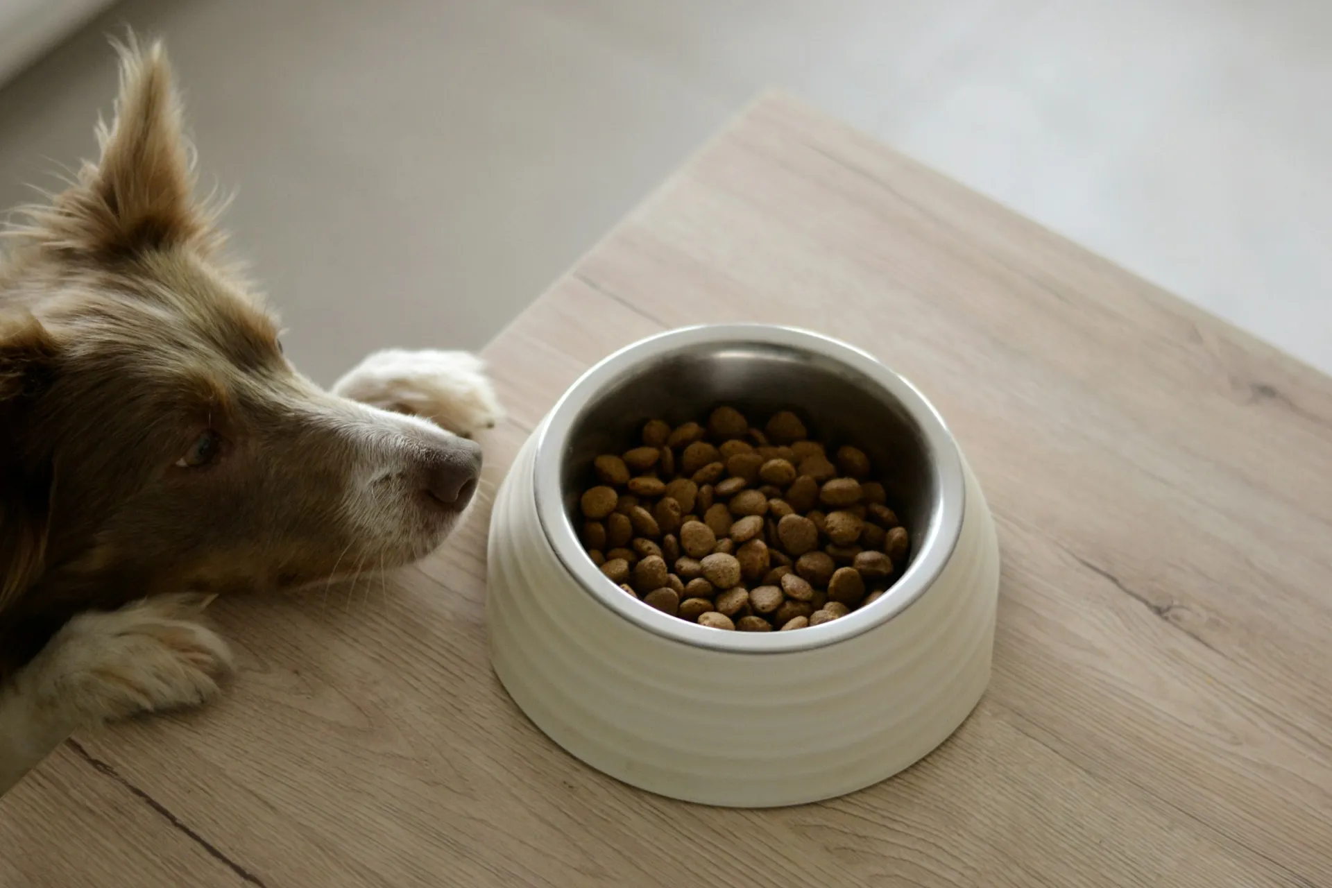 A dog looking at a bowl of dog food on a table