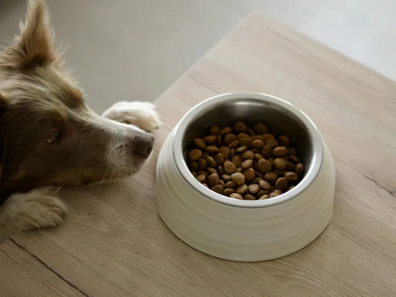A dog looking at a bowl of dog food on a table