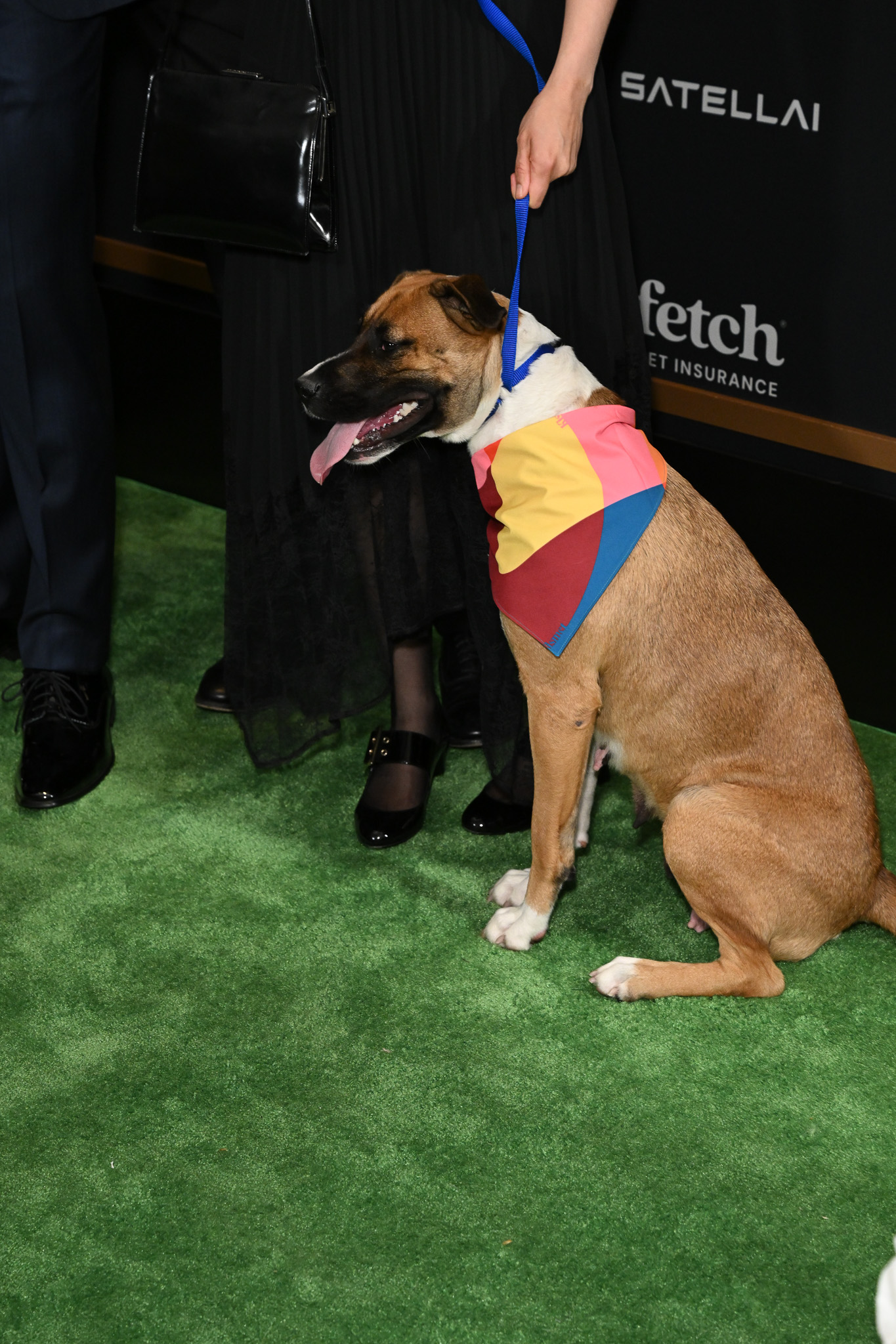 Rescue Pup from North Shore Animal League America at the 2025 Fetch Pet Gala.