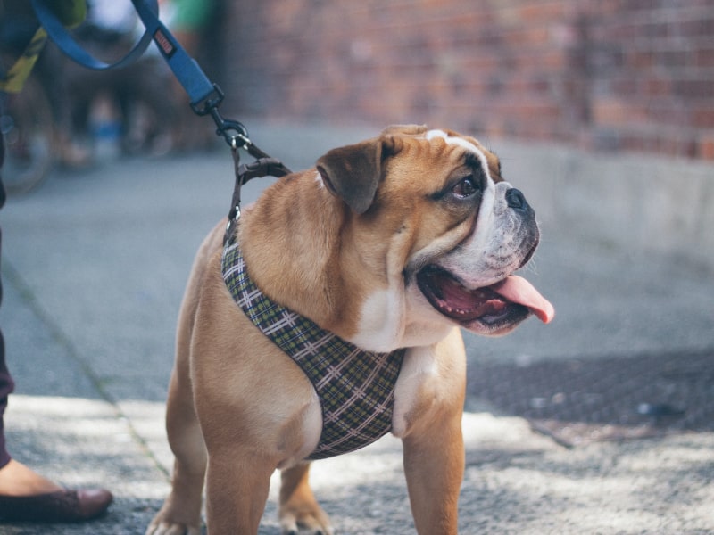A photo of a bulldog wearing a harness and leash