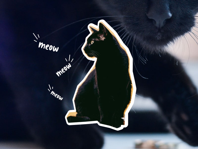 A collage of photos of Bombay cats