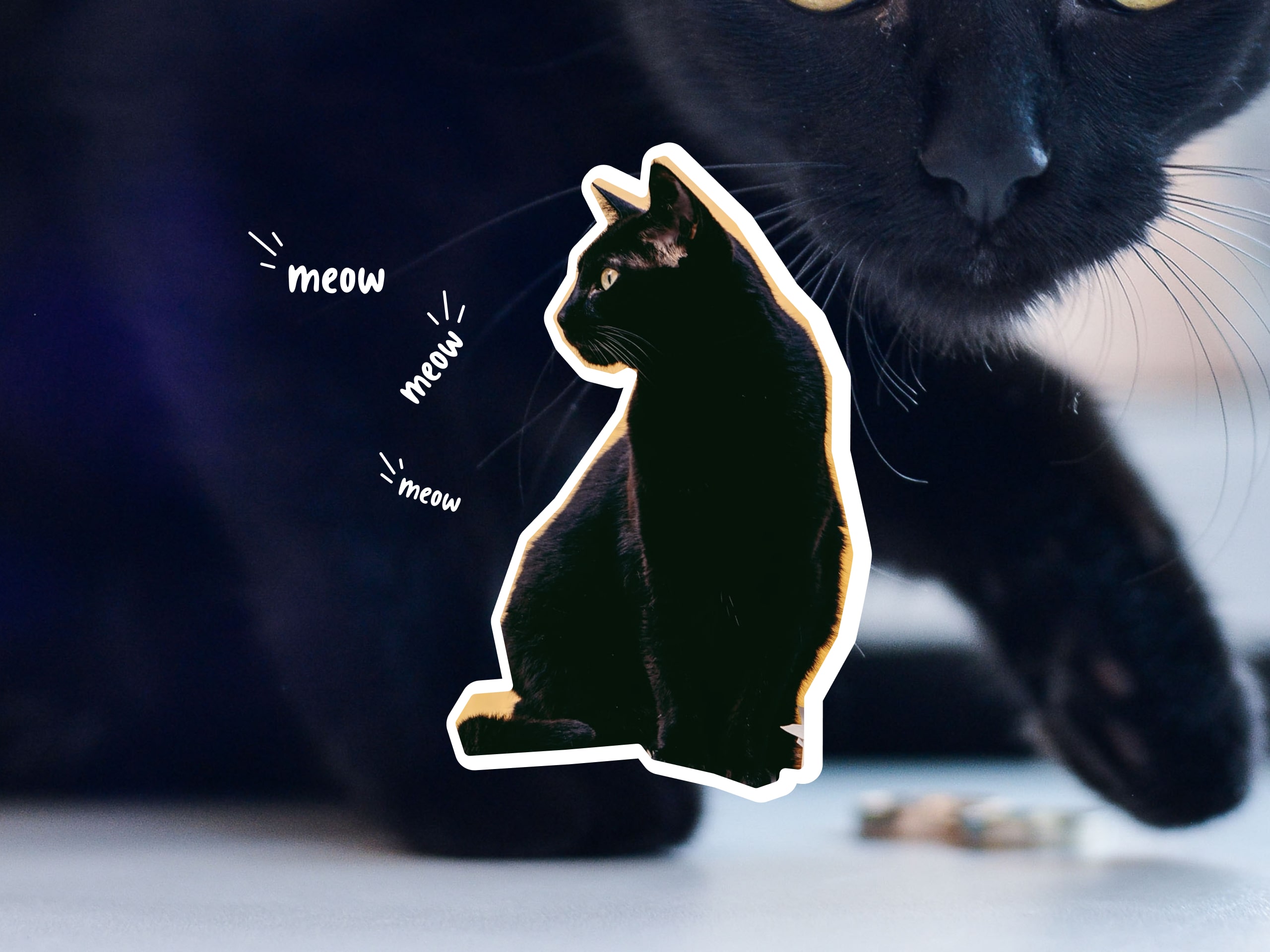 A collage of photos of Bombay cats