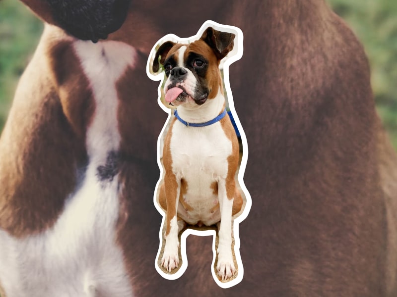 Photo of a Boxer dog