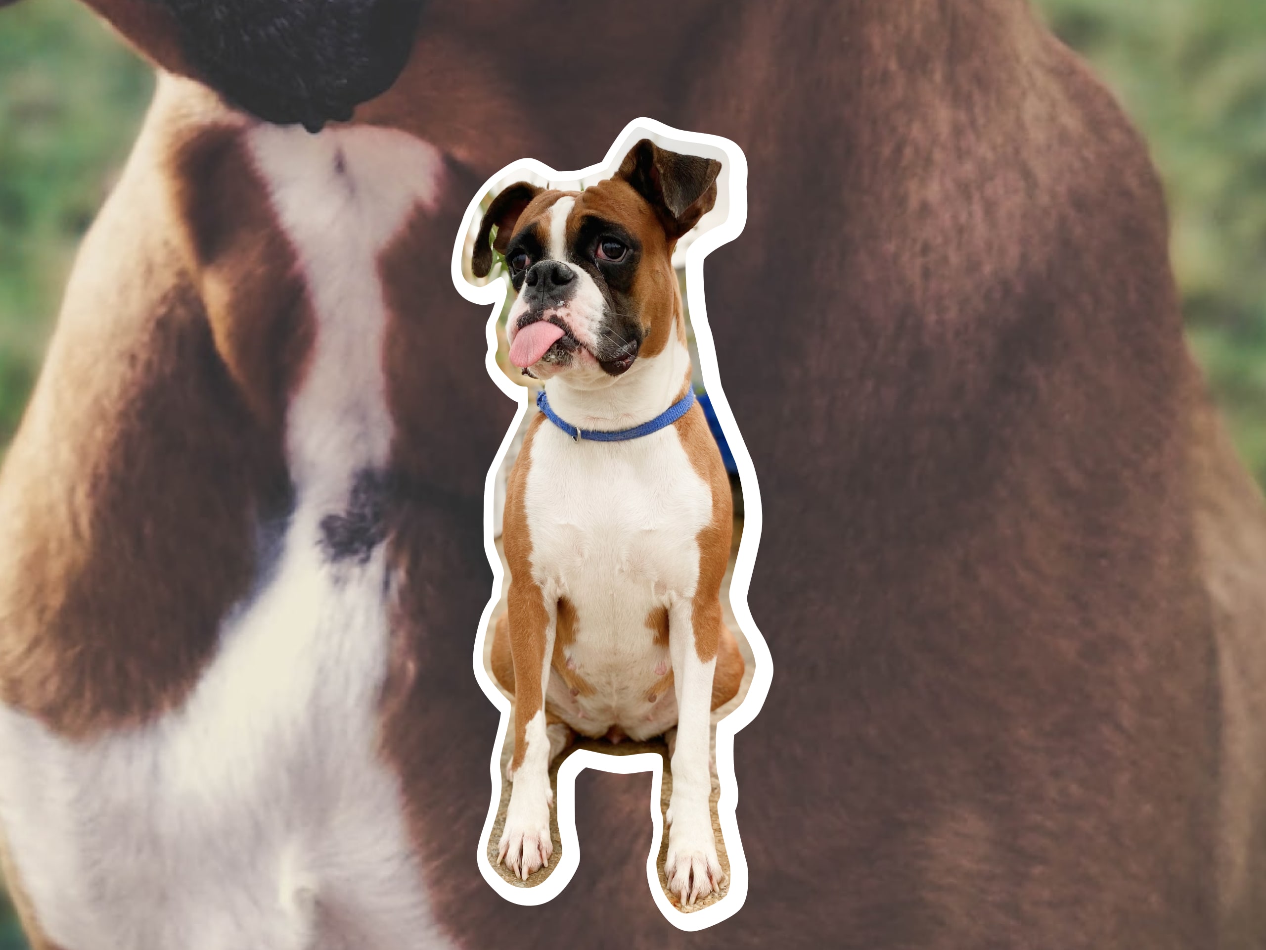 Photo of a Boxer dog