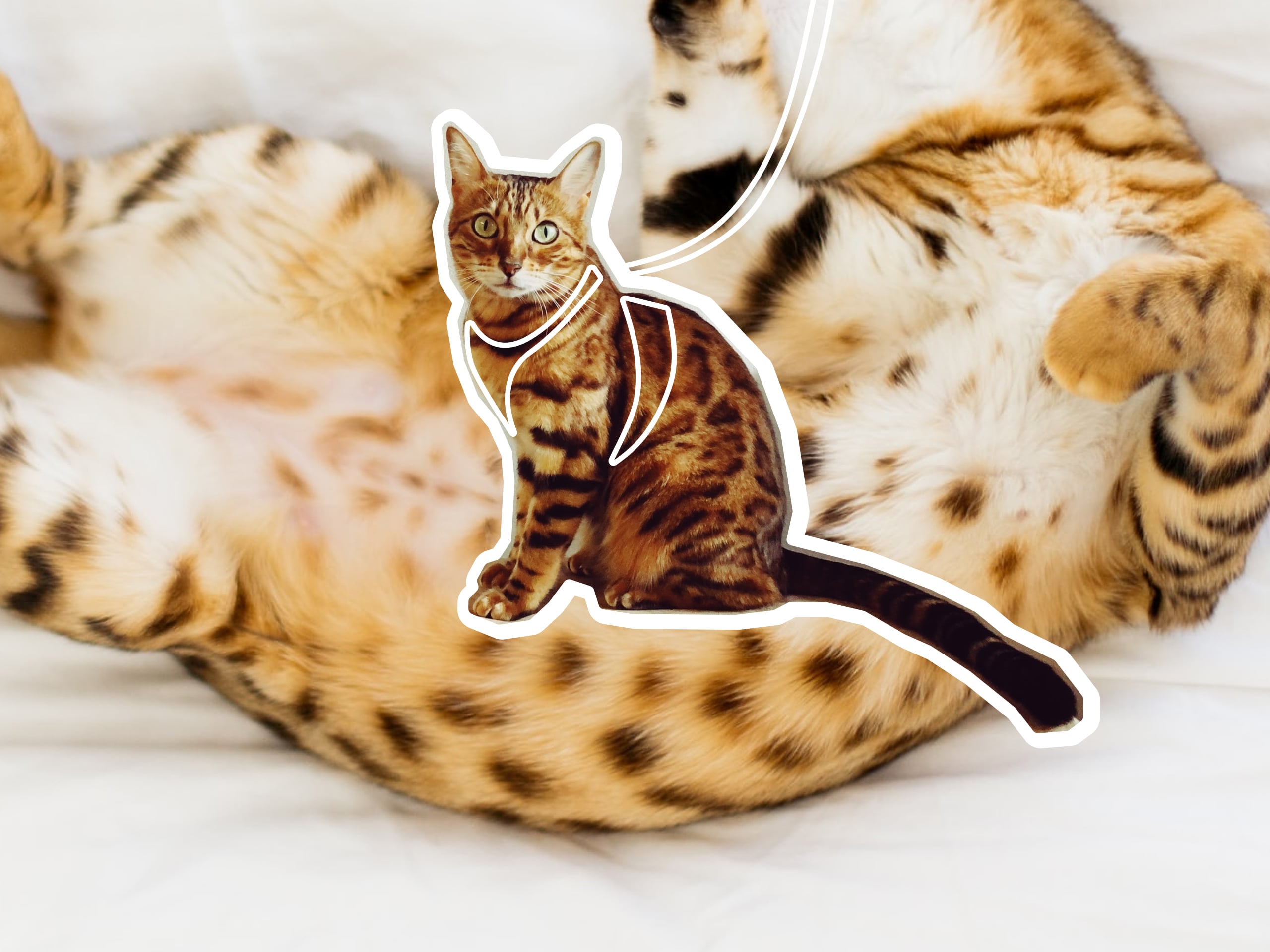 A photo collage of multi colored Bengal cats