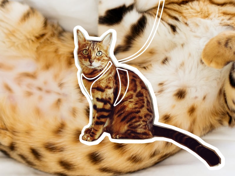 A photo collage of multi colored Bengal cats