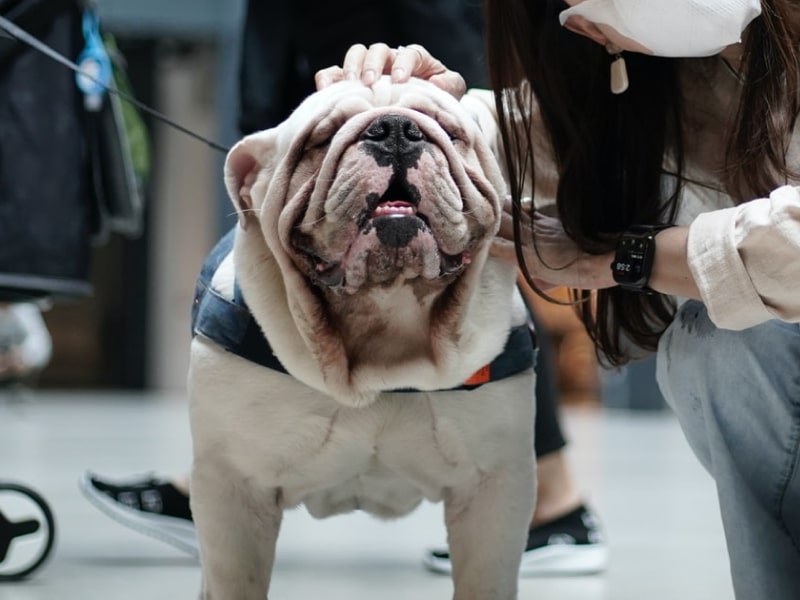 A photo of a bulldog who is standing with a person who is wearing a mask