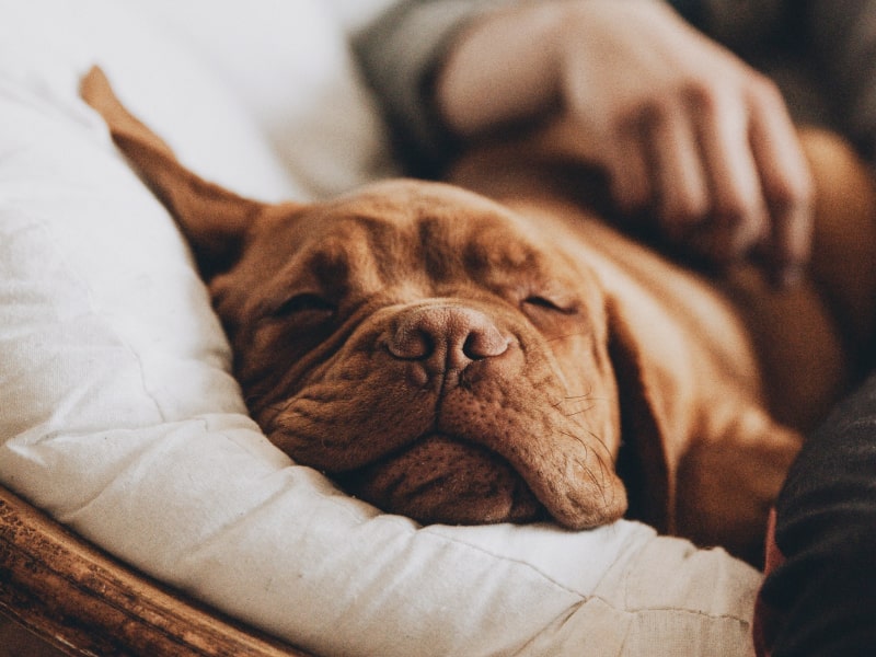 A puppy sleeping on a pillow