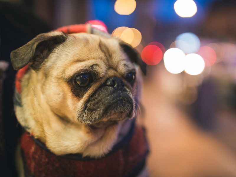 A cat laying down outside at dusk