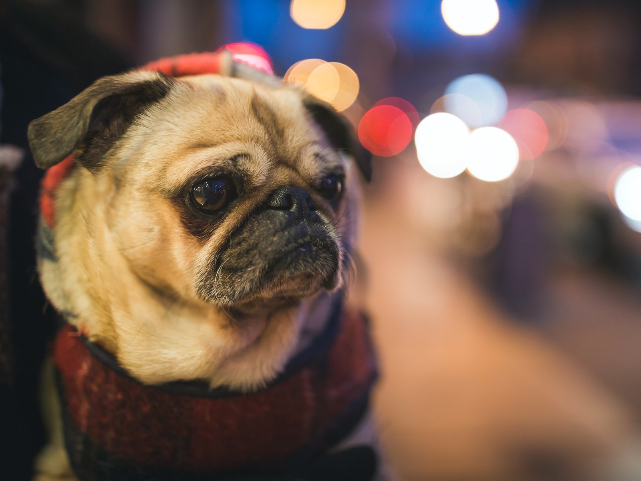 A cat laying down outside at dusk