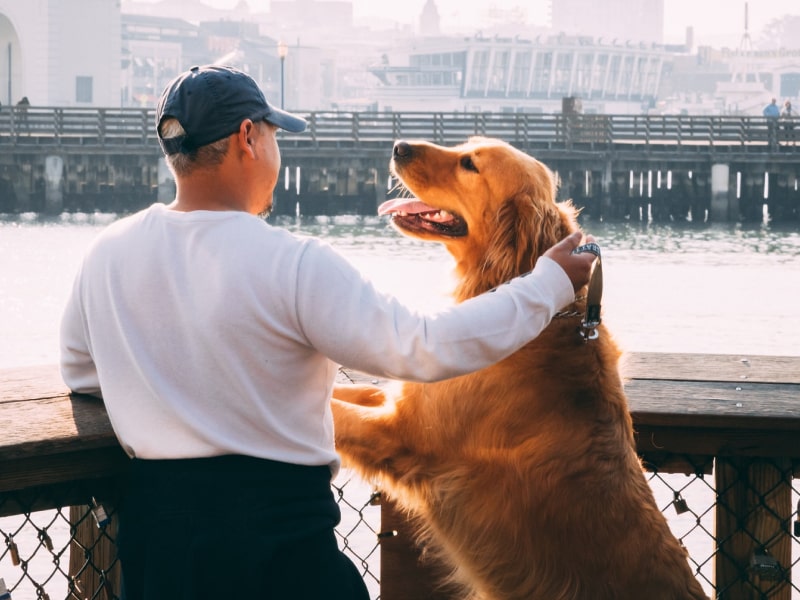 Photo of the back of a man and his golden retriever dog looking at a pier