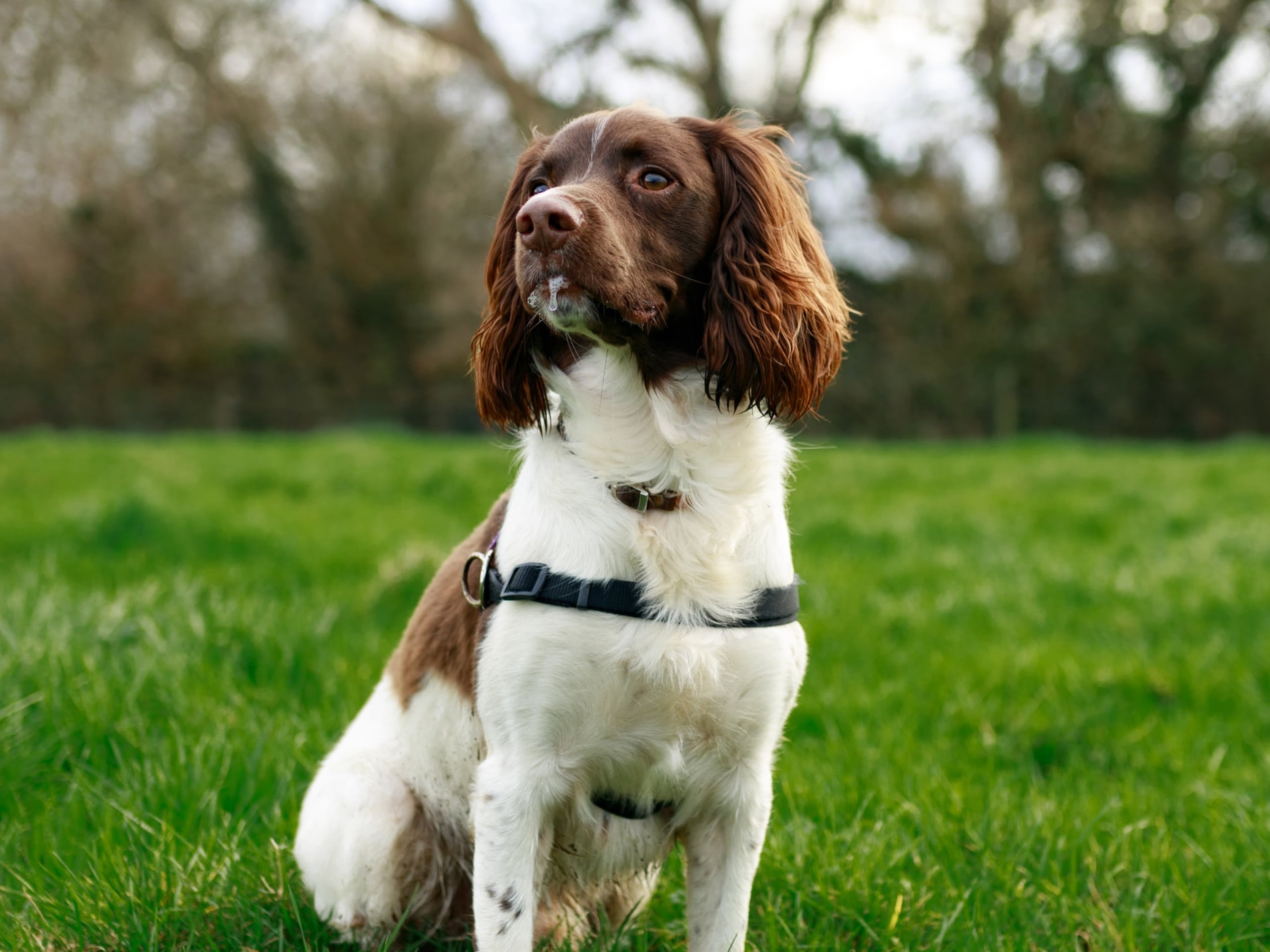 Photo of a brown and white dog sitting in the grass, wearing a black harness