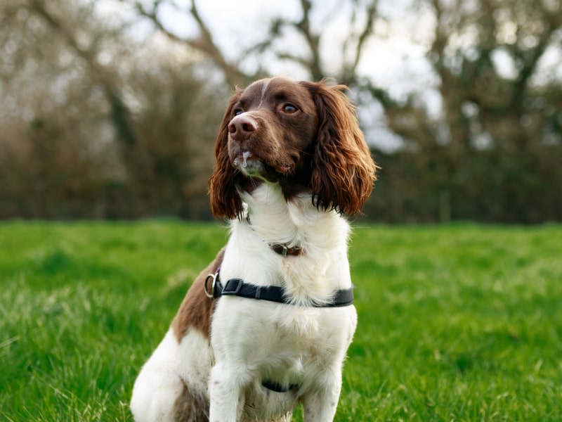 Photo of a brown and white dog sitting in the grass, wearing a black harness