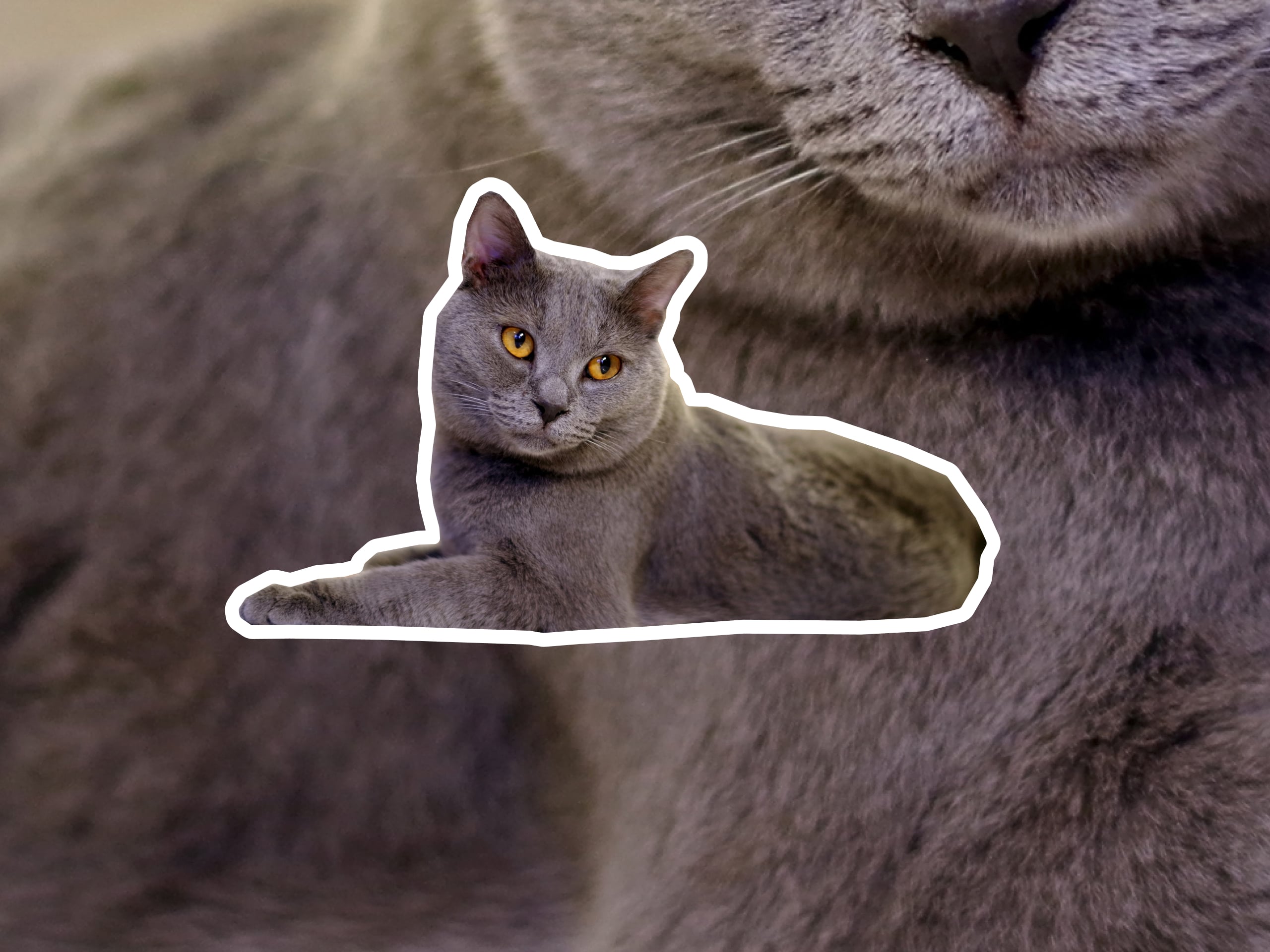 A Chartreux cat laying down