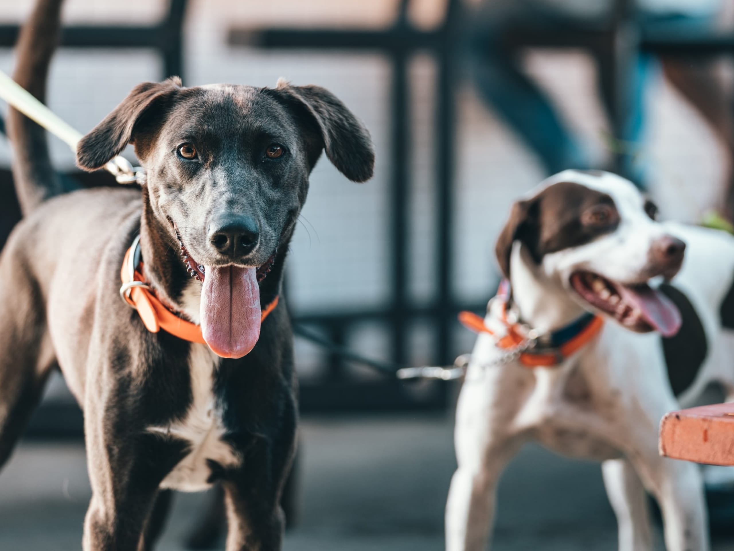 Photo of two dogs on leashes