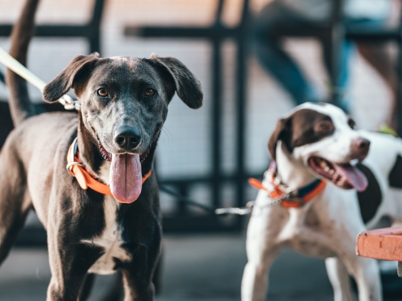 Photo of two dogs on leashes