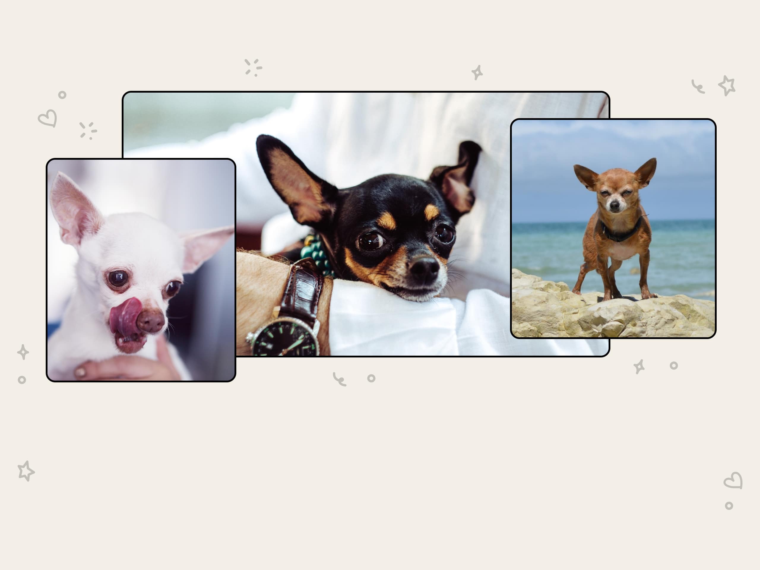 Three different photos of Chihuahuas in a collage