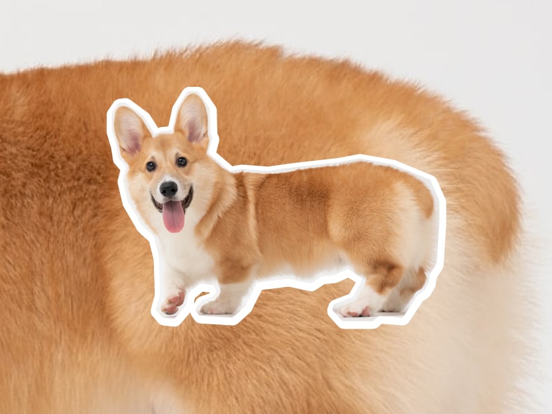 A photo of a corgi with its tongue sticking out