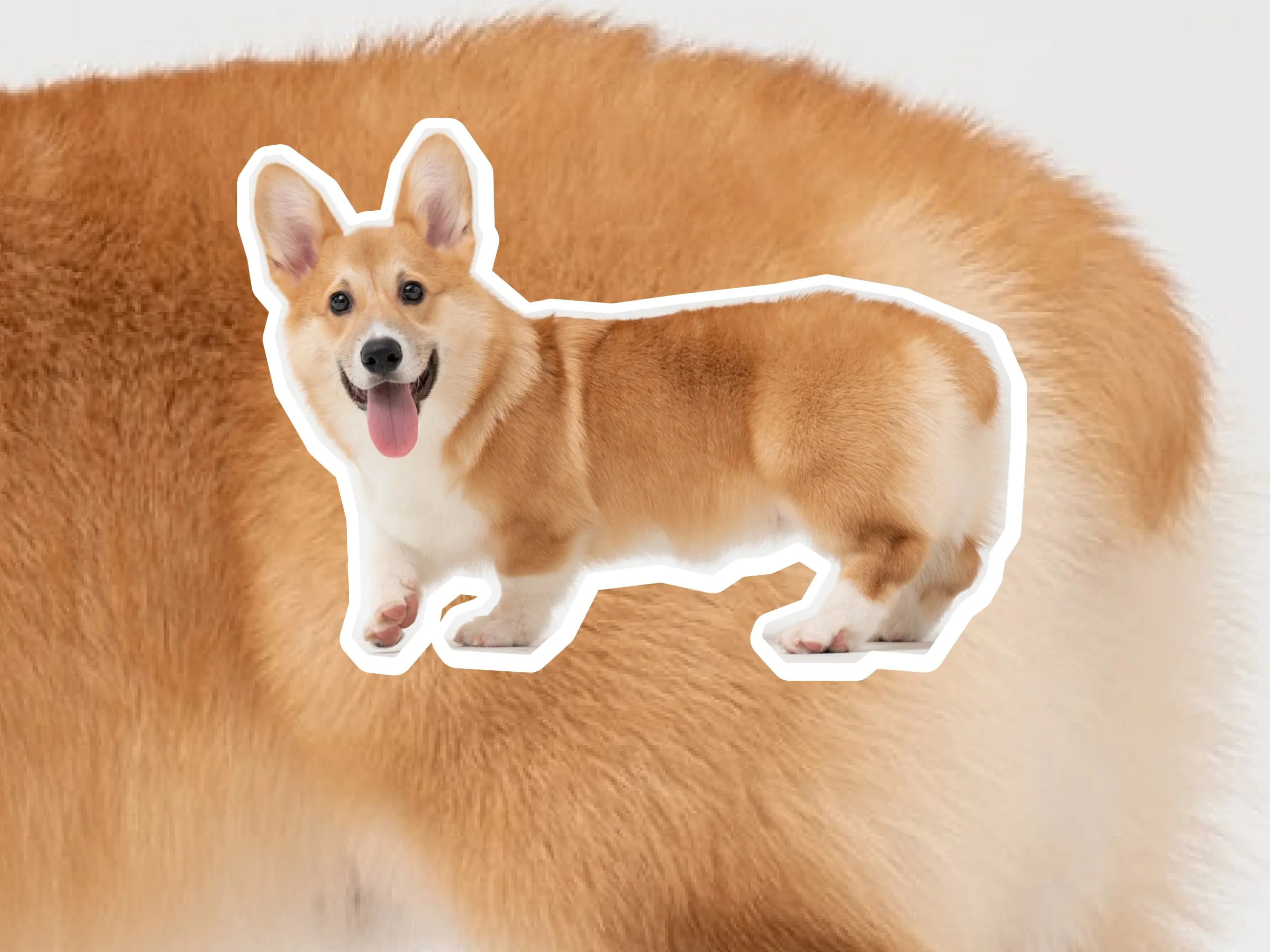 A photo of a corgi with its tongue sticking out