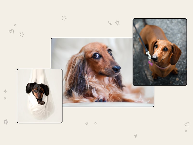 Three photos of dachshund dogs