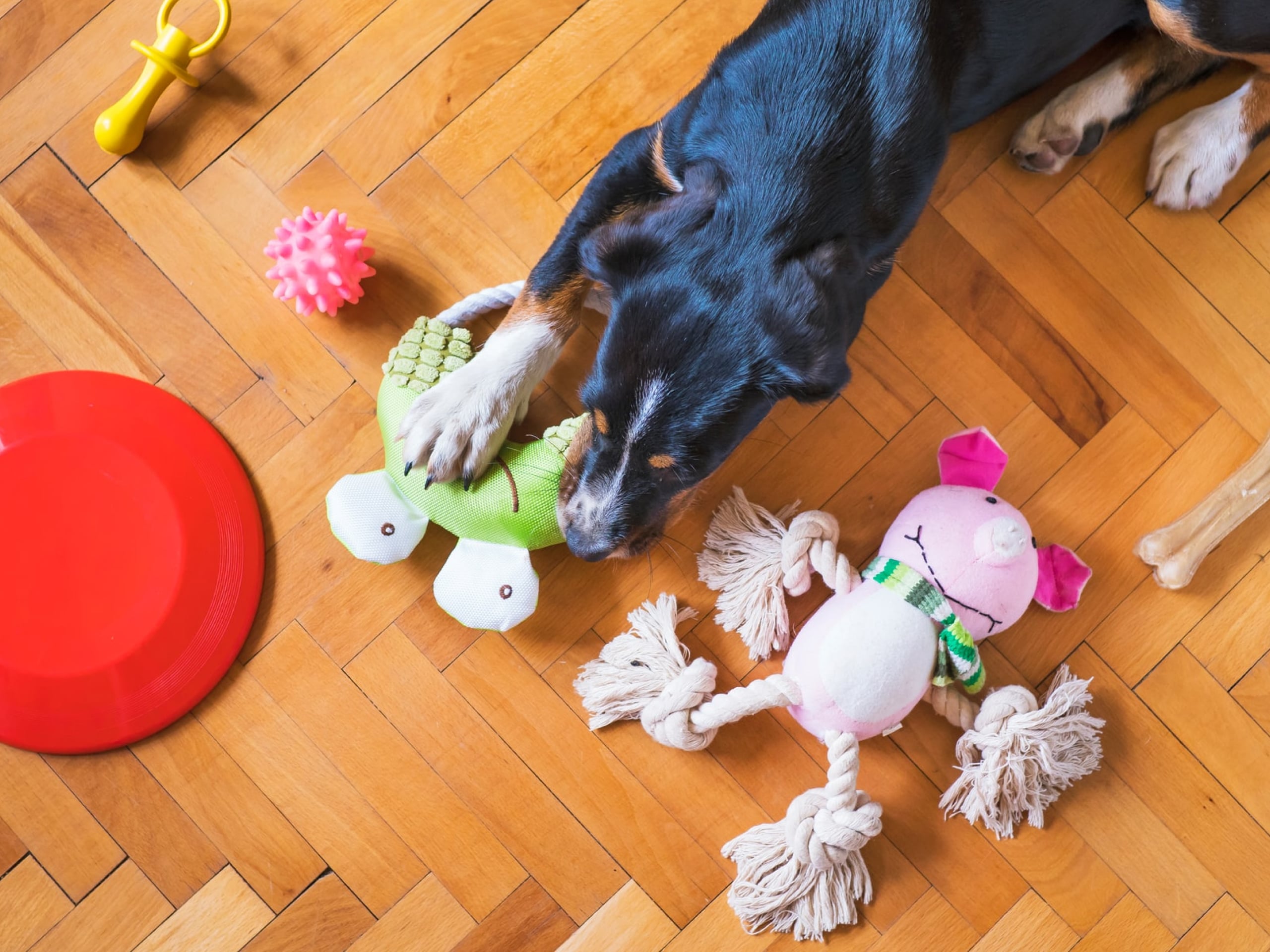 Photo of a black, white and brown dog playing with toys on the floor