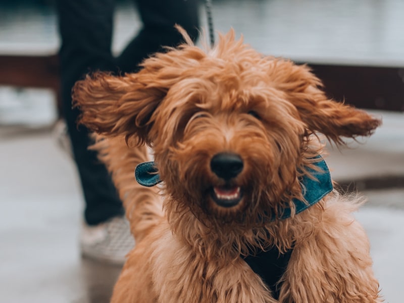 Photo of a golden-brown dog running toward the camera.