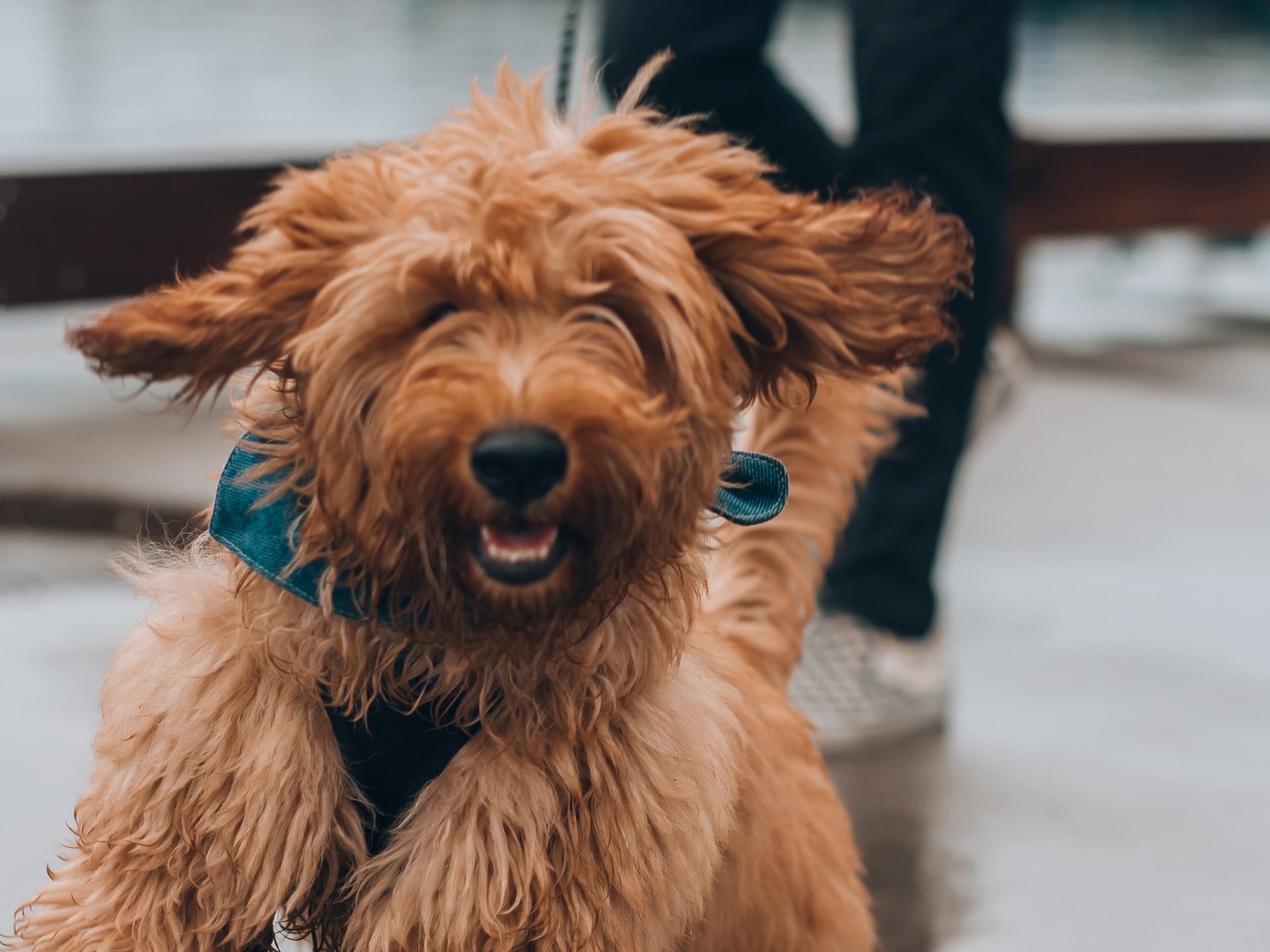 Photo of a golden-brown dog running toward the camera.