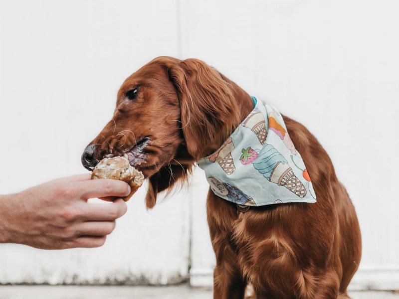 A dog eats a large treat