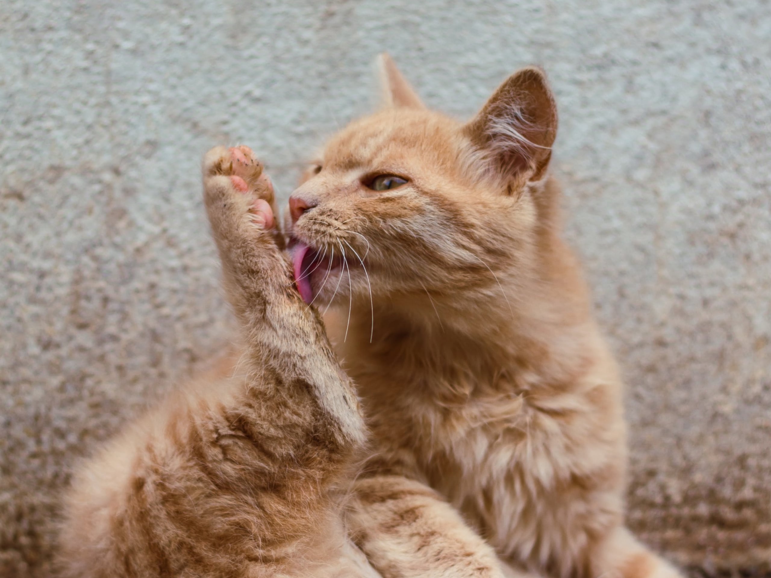 A photo of an orange cat who is licking their foot