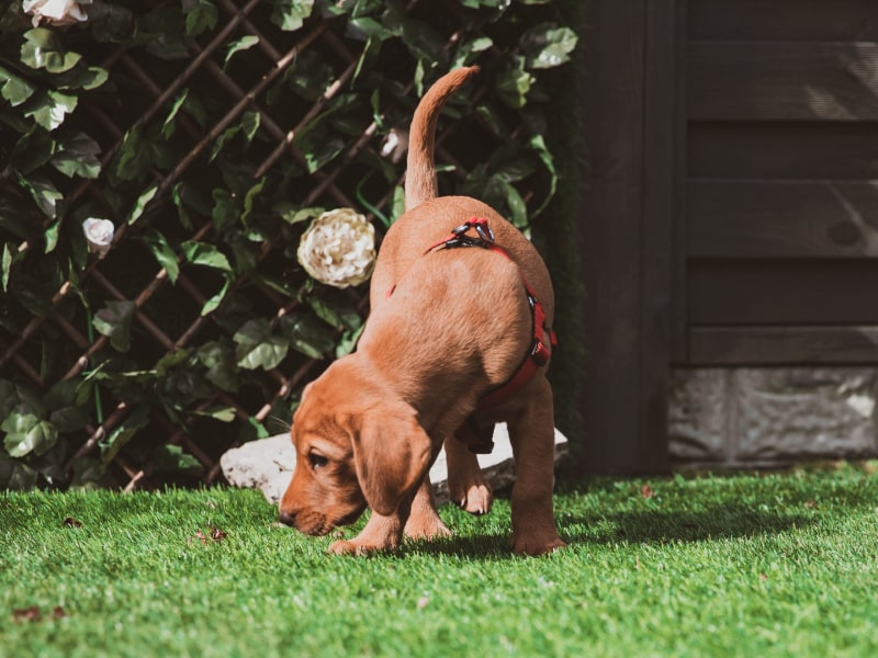 Photo of a brown puppy outside sniffing the grass