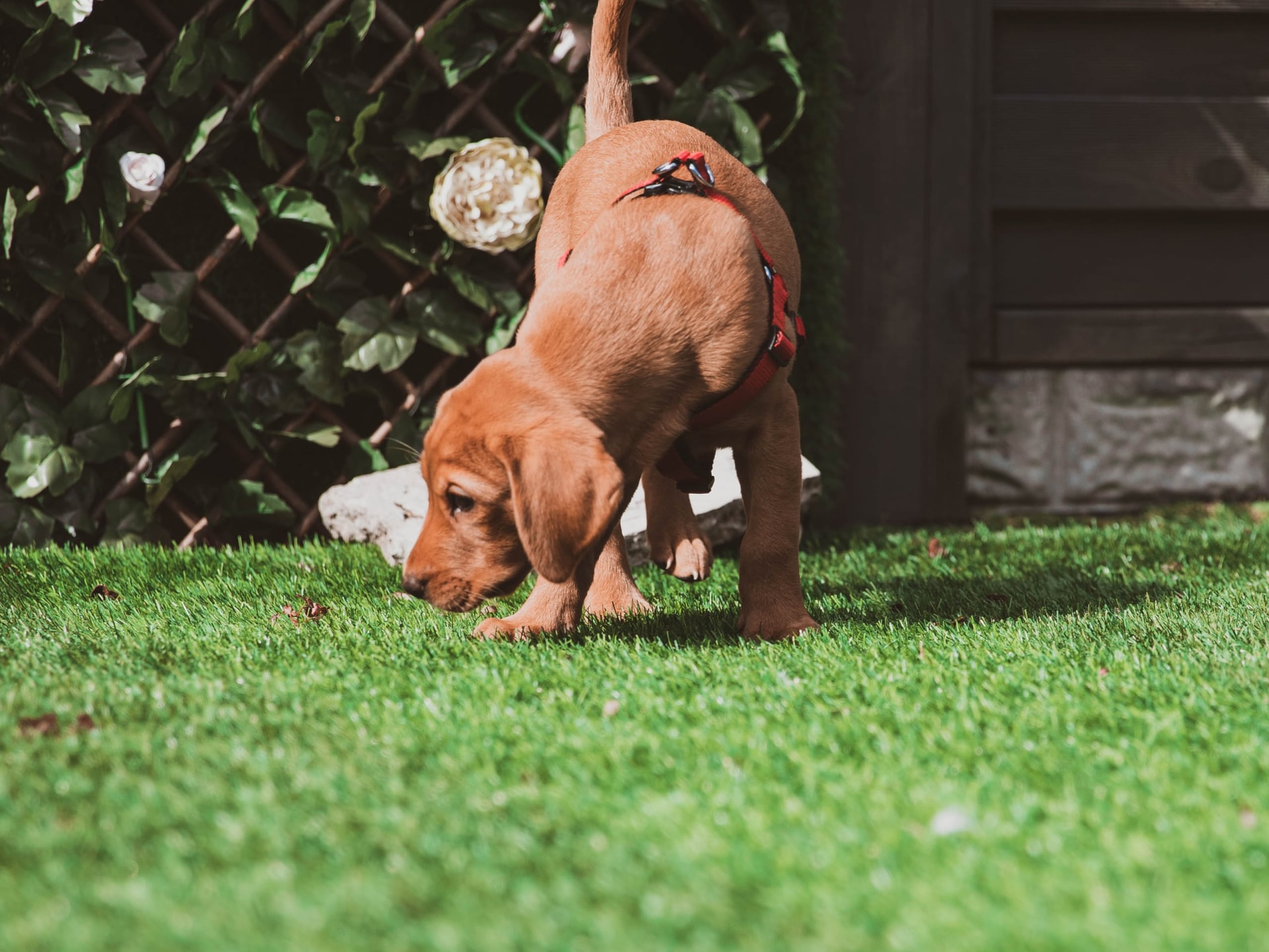 Photo of a brown puppy outside sniffing the grass