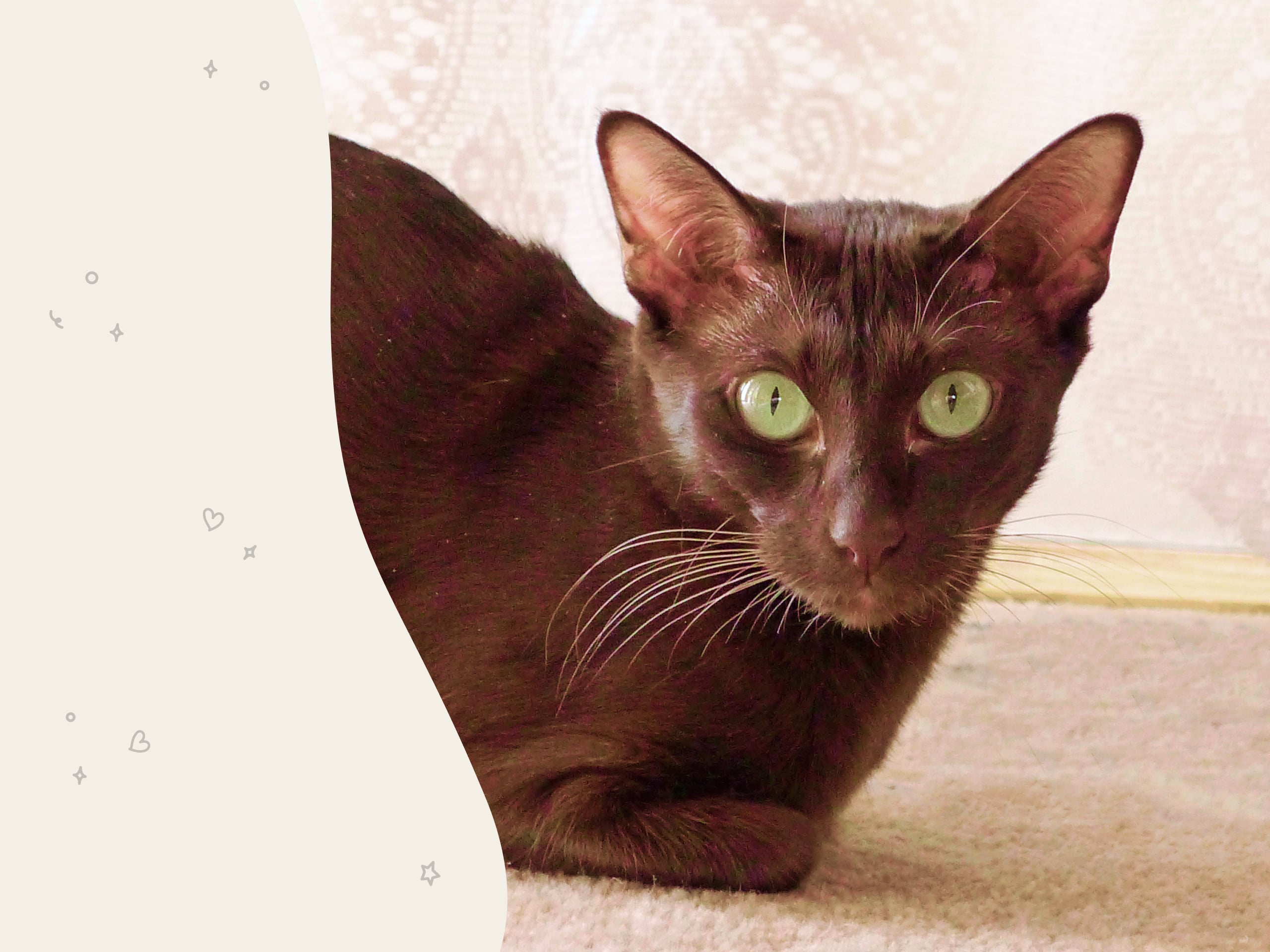 A Havana Brown cat looking into the camera