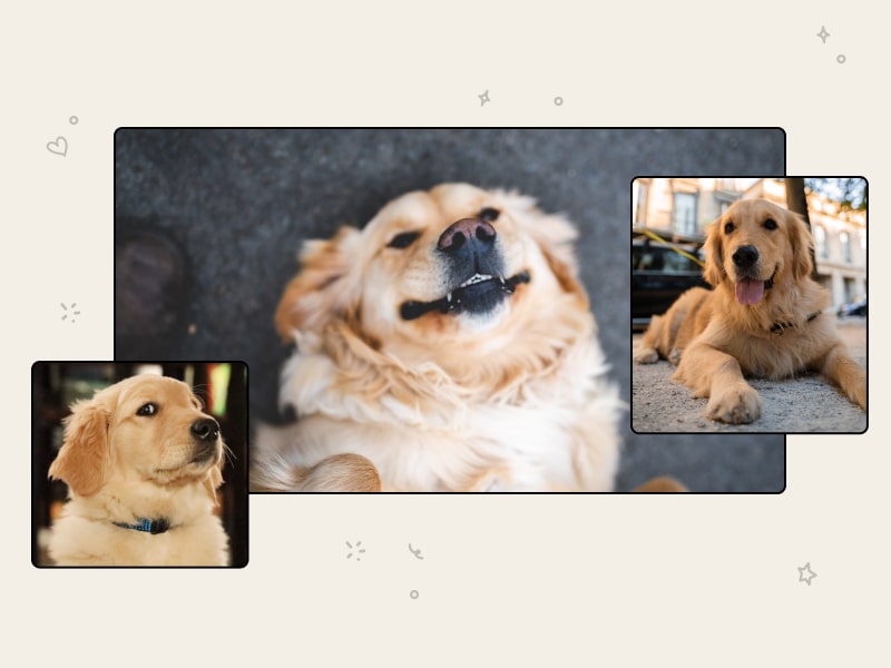 Three photos of Golden Retrievers: one sitting, one lying on his back and one looking at the camera