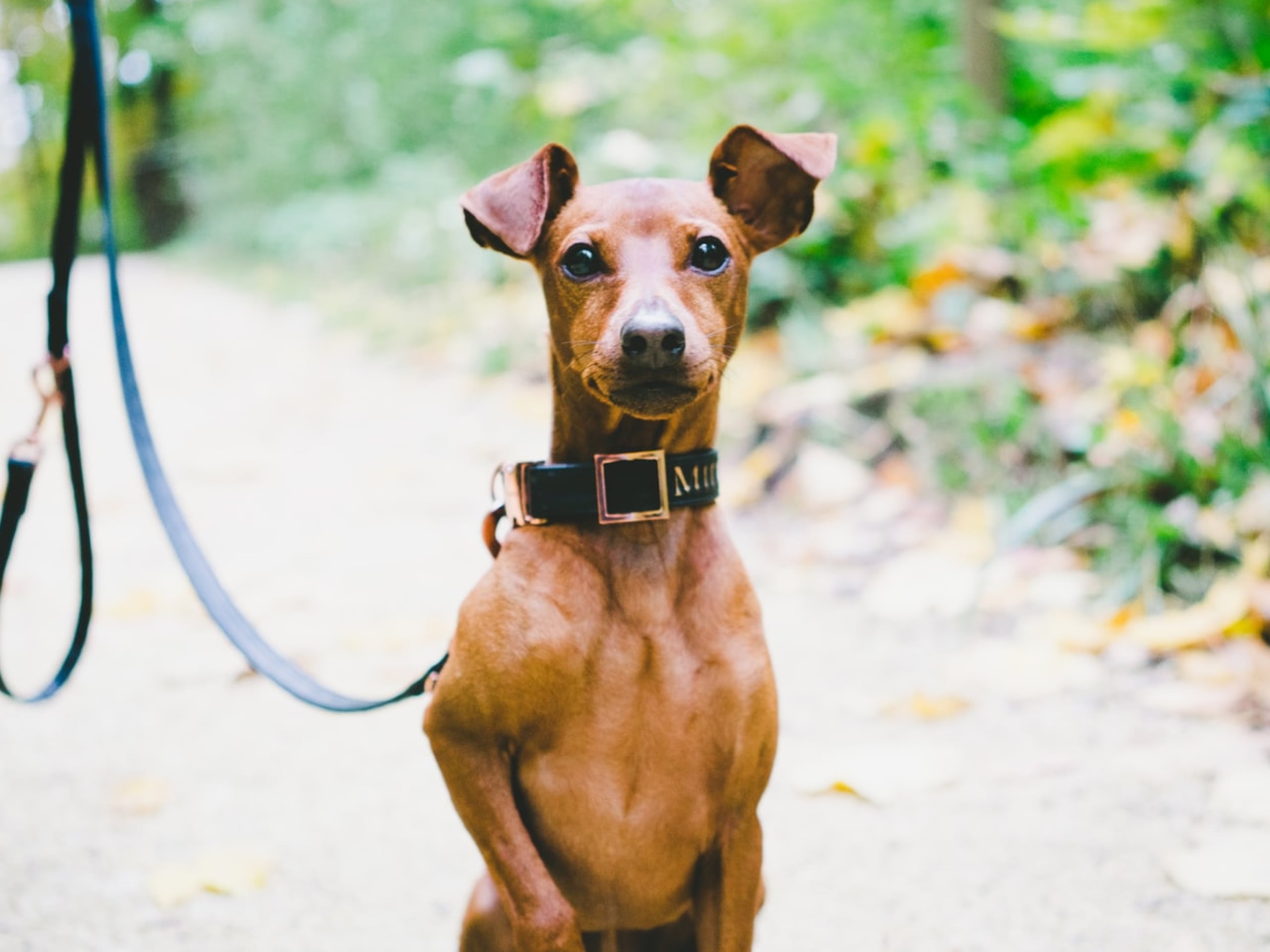 Photo of a small brown dog on a leash