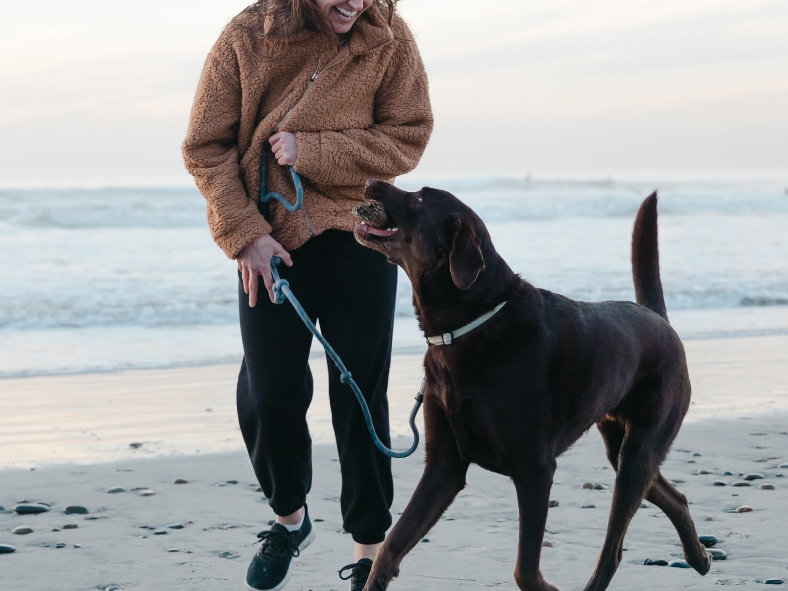 A dog plays on the beach with a stick in his mouth