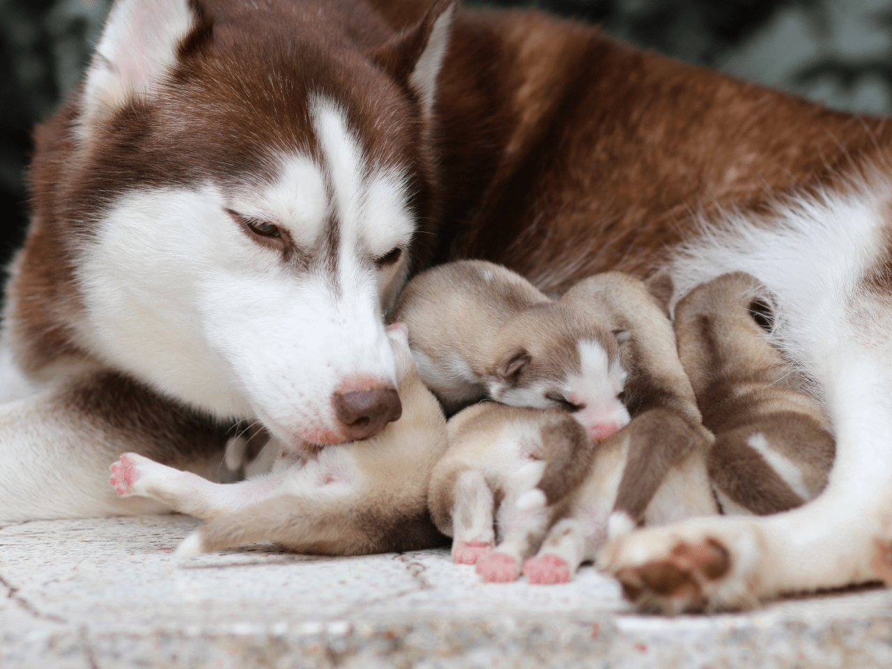 Photo of a Siberian Husky mother who is licking her pups