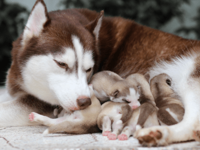 Photo of a Siberian Husky mother who is licking her pups