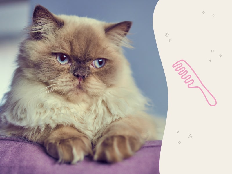 A photo of a Himalayan cat with blue eyes who is laying down