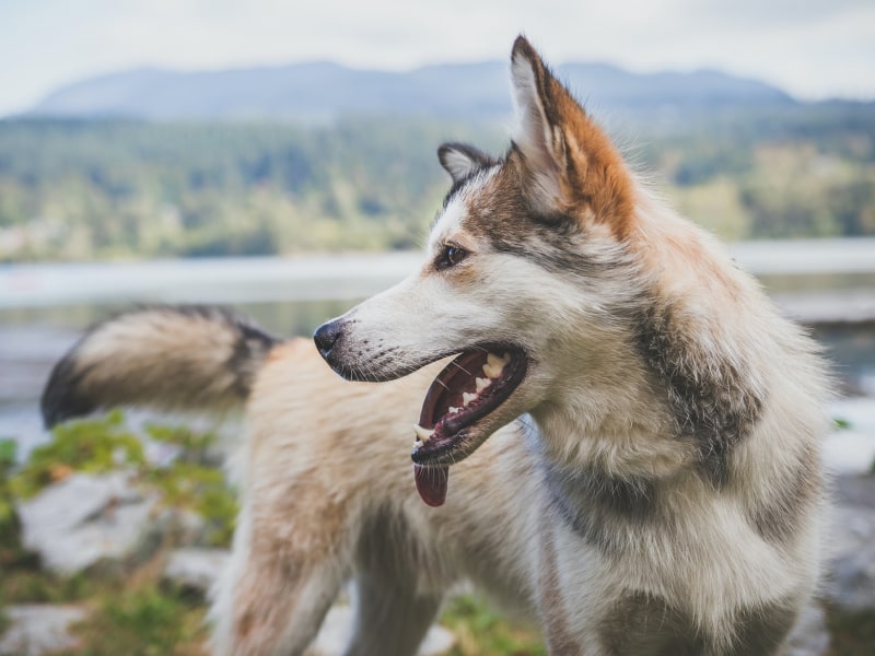Photo of a white and brown dog outside with his tongue sticking out