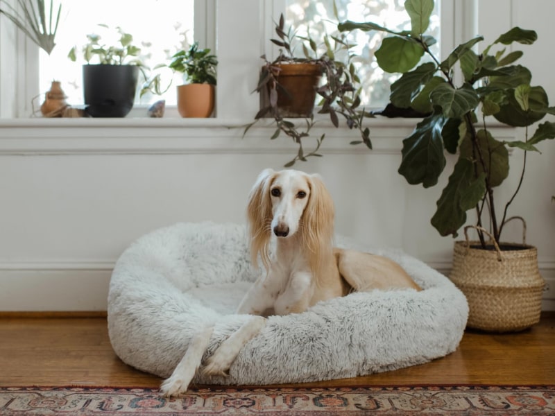 Photo of a dog laying on a dog bed