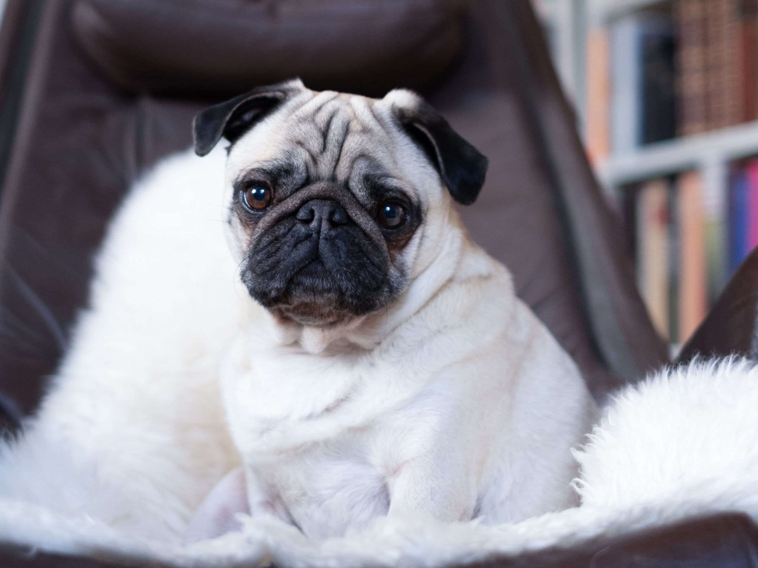 A photo of a pug sitting on a chair