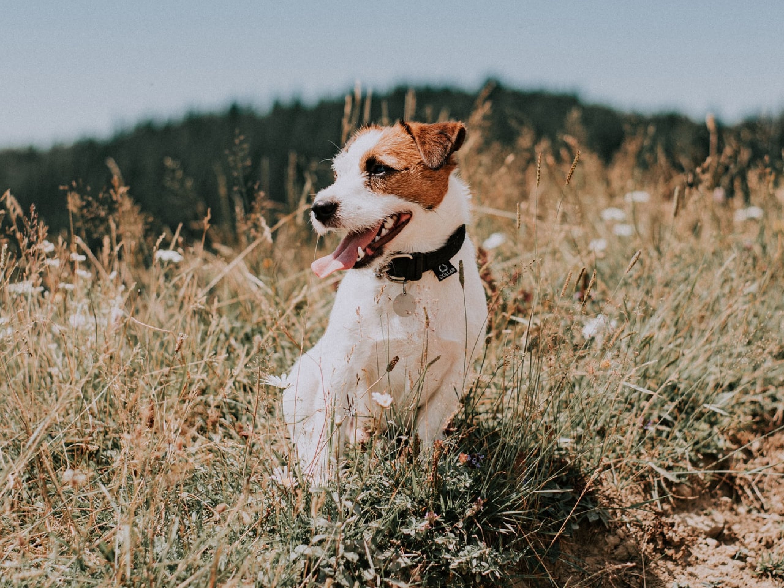 Photo of a small dog sitting in the sun with his tongue out.