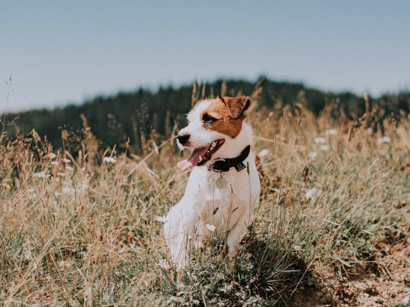Photo of a small dog sitting in the sun with his tongue out.