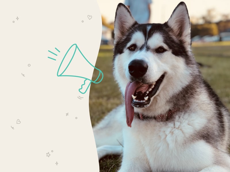 Photo of a Husky with his tongue out