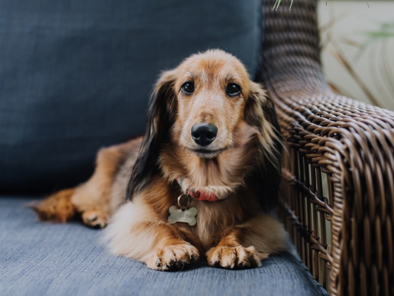 Photo of a small brown dog laying on a couch