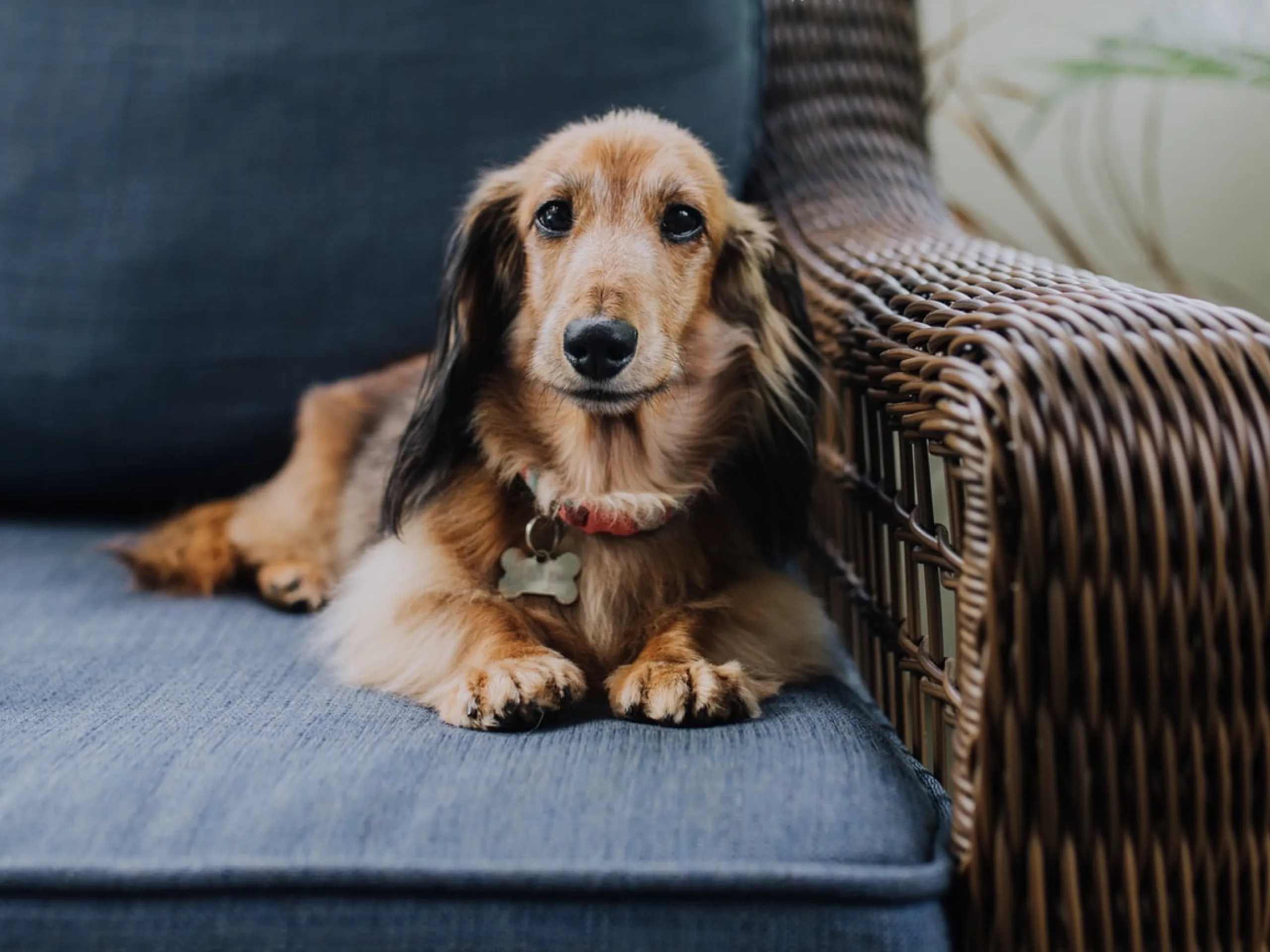 Photo of a small brown dog laying on a couch