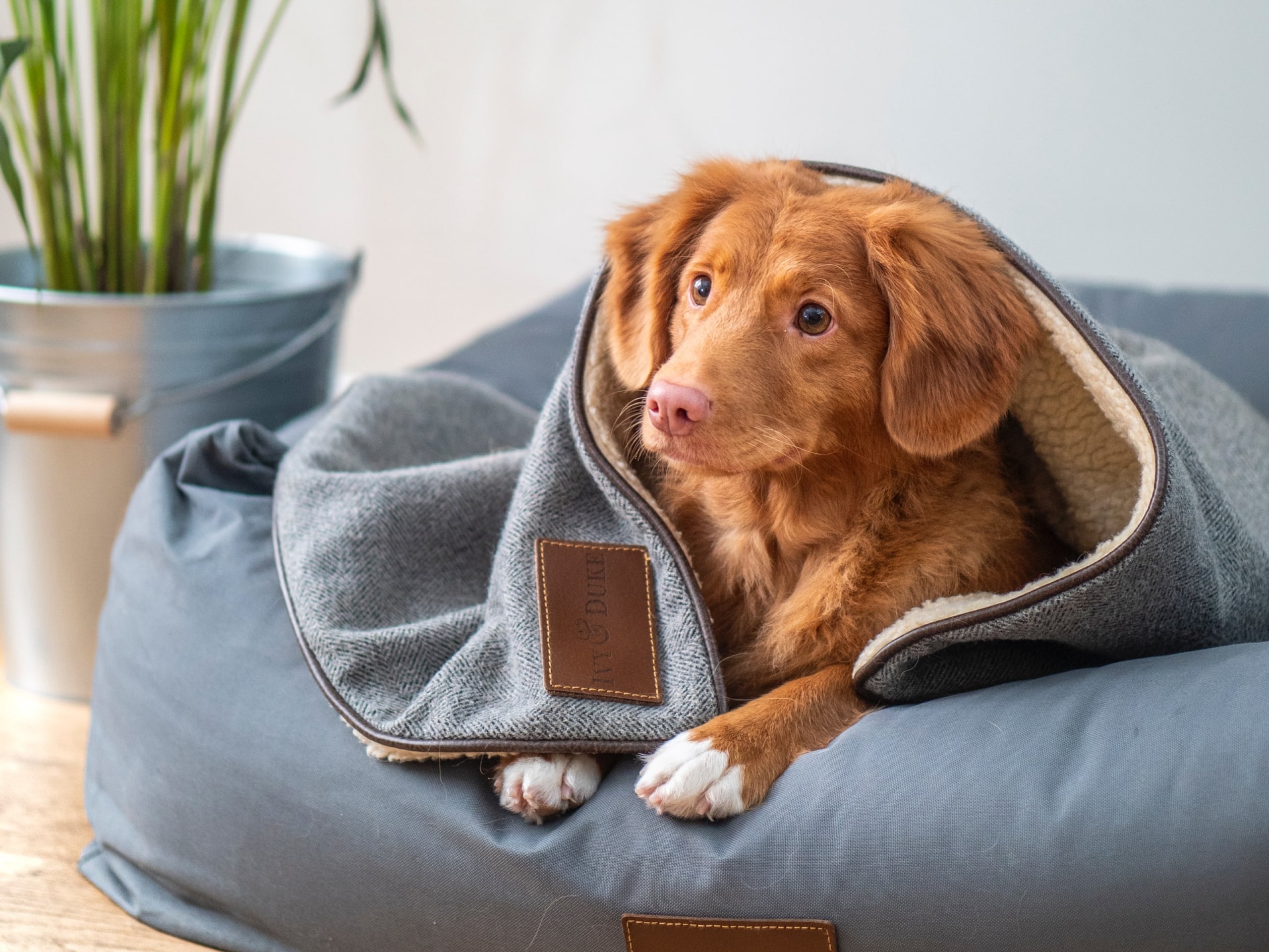 A photo of a brown colored dog who is laying under a blue blanket on a blue bed